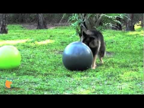 FinetunedCanines - http://www.facebook.com/FinetunedCanines and http://www.Fine-tunedCanines.com Extreme ball herding (treibball) at FINE-TUNED CANINES, professional dog traini...