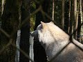 howling wolves