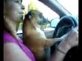 videos de Dogbook Movie: Karma