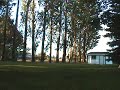 Poplar Tree Cut Down Poplar Tree Cut Down