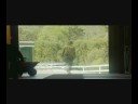 The saddle club - Here I am (music video)