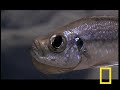 The Crafty Catfish Kidnap The Crafty Catfish Kidnap