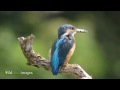 Common Kingfisher