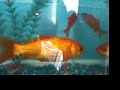 My Fish