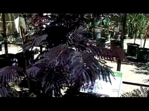how to replant a mimosa tree