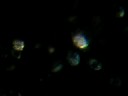 Granulocytes
