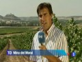 El envero en la Ribera del Duero y Rioja