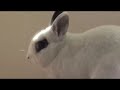 i-put-a-spell-on-you-starring-penelope-stinky-n-gotti.html