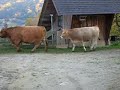 Cow-walk