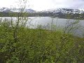 Singing Bluethroats near Lake Virihaure in Padjelanta National Park. Towards the end of the video a startled female Willow Grouse flies past