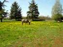 Equitation Western 