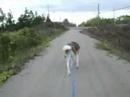 bikejoring on the Rail Trail with Tiku, Mochi and Kena