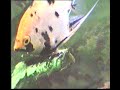 Angelfish Spawning