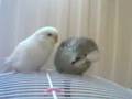 Budgies in Love Grooming, Preening