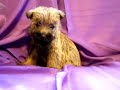 cairn terrier pups 5 weeks old Part 2
