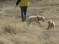 Hobbes Somersaults