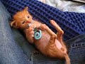 Baaaaaby foster kitten!