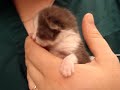 Little Stray Baby Kitten Is Hungry!  ~Part 6~