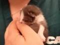 Little Stray Baby Kitten Is Hungry! ~Part 6~