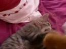 Cat Cat