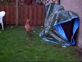 Podenco vs Galgo