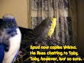 The Madhouse - Budgies at Play!