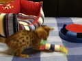 El Trasgu Bengal