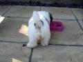 videos de Flo 1