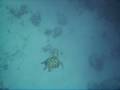 videos de Tortuga nadando