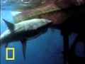 The Great White Sea-Monster (original narration by Randall)