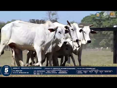 1� DE OLHO NA FAZENDA NELORE SESMARIAS