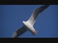 Jonathan Livingston Seagull - The Odyssey - Thumb #1