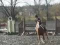 Ollie at Stepping Stone