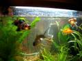 videos de My cutie goldfishes