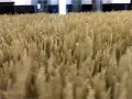 FIELDS OF GOLD