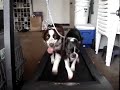 Dogs on Treadmill - Nellie & Nalu Dogs on Treadmill - Nellie & Nalu