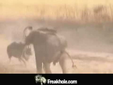 See video See video