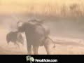 elephant vs rhino