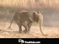 elephant vs rhino elephant vs rhino