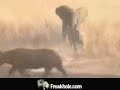 elephant vs rhino