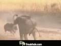 elephant vs rhino