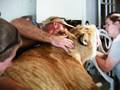 LIGER at the Dentist!
