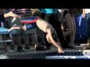 Images of NPSC v. OV Swim meet