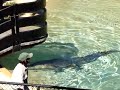 Cocodrilo en el Zoologico de Australia