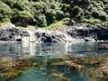 Akaroa Harbour remote waterfall guided kayak safari