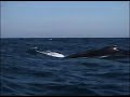 Humpback Whales Nova Scotia