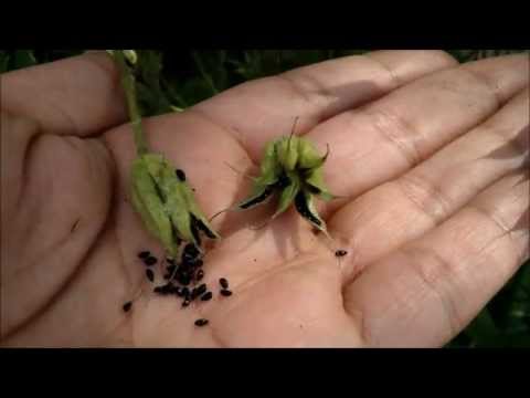 how to collect information from an html form