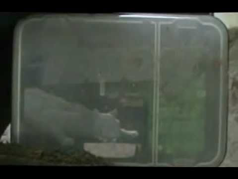 how to get rid of mice i