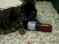 Cutest Cat in the World Cutest Cat in the World