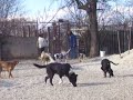 Hundeaction Tierheim Tapolca